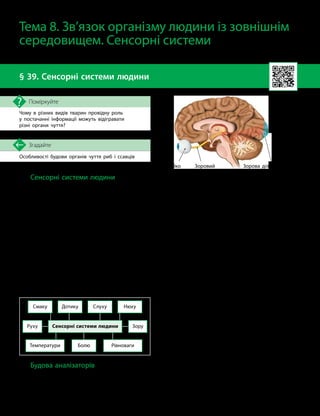 98
Особливості будови органів чуття риб і ссавців
Згадайте
§ 39. Сенсорні системи людини
Чому в різних видів тварин провідну роль
у постачанні інформації можуть відігравати
різні органи чуття?
Поміркуйте
Сенсорні системи людини
Людина живе у світі, який безперервно
змінюється. І, щоб нормально існувати в цьо-
му мінливому середовищі, їй потрібно постій-
но отримувати нову інформацію. Хто стоїть
поряд? Яка машина подала звуковий сигнал?
На якому магазині є напис «Продукти»?
Куди поставити ногу, щоб не послизнутися?
Яке на смак це морозиво? Про все це людина
дізнається завдяки своїм органам чуття, які
належать до складу сенсорних систем.
Сенсорні системи (аналізатори) — це
складні структури, які сприймають подраз-
нення, що надходять із зовнішнього та вну-
трішнього середовища організму, і здійсню-
ють їхній аналіз.
Існує декілька сенсорних систем людини.
Сенсорні системи людини
Температури Рівноваги
Смаку
Зору
Руху
Нюху
Слуху
Болю
Дотику
Будова аналізаторів
Окрім органів, які безпосередньо сприй-
мають сигнали (око, вухо, ніс тощо), до скла-
ду аналізаторів належать також ті частини
нервової системи, що передають сигнали від
місця сприйняття, та ділянки мозку, які ці
сигнали обробляють (мал. 39.1).
Відповідно, у кожному аналізаторі ви-
діляють тісно пов’язані між собою основні
частини: периферичну, провідникову та цен-
тральну.
Периферичною частиною аналізаторів є
рецептори органів чуття, що перетворюють
енергію подразника на нервове збудження
або, інакше кажучи, трансформують силу
подразника в нервовий імпульс.
Провідникову частину аналізаторів ста-
новлять вставні нейрони, послідовно з’єднані
між собою. Вони є шляхом, яким сигнал
проходить від рецептора до головного мозку.
Центральну, або кіркову, частину ана-
лізаторів становлять ділянки кори великих
півкуль, які сприймають інформацію від від-
повідних рецепторних утворень. Ця частина
аналізатора не має чітко окреслених меж.
Її роль полягає в усвідомленні сприйнятого
відчуття.
Ділянки кори великих півкуль головного
мозку, де відбувається обробка сенсорної
інформації, називають сенсорними зонами.
Тема 8. Зв’язок організму людини із зовнішнім
середовищем. Сенсорні системи
Мал. 39.1. Зоровий аналізатор
Зоровий
нерв
Око Зорова ділянка кори
великих півкуль
головного мозку
 