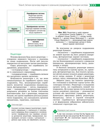 99
Тема 8. Зв’язок організму людини із зовнішнім середовищем. Сенсорні системи
1. Що таке сенсорна система? 2. Яку будову має
аналізатор? 3. Що таке рецептор? 4. Які існують типи
рецепторів? 5*. Які аналізатори людини містять
механорецептори?
Перевірте свої знання
Сенсорні системи людини (аналізатори) сприй­
мають інформацію із зовнішнього й внутріш­
нього середовищ. Вони складаються з основних
частин: периферичної, яка сприймає сигнали
за допомогою рецепторів, провідникової, яка
проводить сигнали в мозок, і центральної —
ділянок кори мозку, які обробляють сигнали.
Ключова ідея
Рецептори
Основна функція будь-якого рецептора —
утворення нервового імпульсу у відповідь
на певне подразнення. Потім цей імпульс
передається до наступних частин аналізатора.
Серед рецепторів, які сприймають по-
дразнення, розрізняють:
•екстерорецептори — сприймають сигна-
ли із зовнішнього середовища;
•інтерорецептори — сприймають сигнали
від внутрішніх органів організму.
Особливістю рецепторів є те, що вони
спеціалізуються на сприйнятті одного типу
подразнень. Так, механорецептори сприй-
мають механічні подразнення (наприклад,
тиск), фоторецептори — світло, терморецеп-
тори — температуру, хеморецептори можуть
розрізняти речовини за їхніми хімічними
властивостями. Але є рецептори, наприклад
больові, які здатні сприймати декілька різних
типів подразнень, що ушкоджують організм
(механічних, термічних, хімічних).
За відстанню до джерела подразнення
рецептори бувають:
•дистантні — сприймають подразнення
на певній відстані від його джерела (напри-
клад, фоторецептори зорової системи);
•контактні — сприймають подразнення
під час безпосереднього контакту з джерелом
(наприклад, механорецептори тиску, розта-
шовані в шкірі).
У багатьох випадках рецептори певного
типу зосереджені в одному органі, як, примі-
ром, фоторецептори ока. Але існують органи,
які містять велику кількість різних рецепторів,
як-от шкіра людини. У шкірі є рецептори
дотику, тиску, температури, болю (мал. 39.2).
Зверніть увагу, що поняття «рецептор»
не є тотожним із поняттям «орган чуття» або
«сенсорна система». Рецептори є складовими
органів чуття, які сприймають певний тип
подразнень. До складу органа чуття належать
також допоміжні структури — різноманітні
клітини або неклітинні утворення, які за-
безпечують ефективну роботу рецепторів.
Наприклад, світло в зоровій сенсорній
системі сприймається фоторецепторами,
а от формування зображення забезпечують
спеціальні структури ока.
Мал. 39.2. Рецептори у шкірі людини:
1 — розтягнення (тільце Руффіні); 2 — тиску
та вібрації (тільце Пачіні); 3 — холоду (колба
Краузе); 4 — дотику (тільце Мейснера); 5 — дотику
(тільце Меркеля); 6 — механорецептори кореня
волосини; 7 — температури, дотику й болю
(вільні нервові закінчення)
1
2
3
4
5 6 7
Будова
аналізаторів
Периферична частина
Рецептори органів,
які безпосередньо
сприймають сигнали
Провідникова частина
Структури нервової системи,
які передають сигнали від
місця сприйняття
Центральна (кіркова)
частина
Ділянки мозку, які ці
сигнали обробляють
 