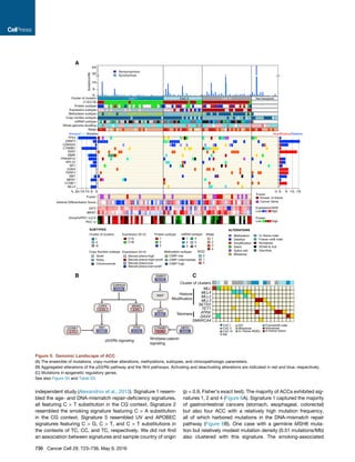independent study (Alexandrov et al., 2013). Signature 1 resem-
bled the age- and DNA-mismatch repair-deﬁciency signatures,
all featuring C > T substitution in the CG context. Signature 2
resembled the smoking signature featuring C > A substitution
in the CG context. Signature 5 resembled UV and APOBEC
signatures featuring C > G, C > T, and C > T substitutions in
the contexts of TC, CC, and TC, respectively. We did not ﬁnd
an association between signatures and sample country of origin
(p = 0.9, Fisher’s exact test). The majority of ACCs exhibited sig-
natures 1, 2 and 4 (Figure 6A). Signature 1 captured the majority
of gastrointestinal cancers (stomach, esophageal, colorectal)
but also four ACC with a relatively high mutation frequency,
all of which harbored mutations in the DNA-mismatch repair
pathway (Figure 6B). One case with a germline MSH6 muta-
tion but relatively modest mutation density (0.51 mutations/Mb)
also clustered with this signature. The smoking-associated
A
B C
Figure 5. Genomic Landscape of ACC
(A) The ensemble of mutations, copy-number alterations, methylations, subtypes, and clinicopathologic parameters.
(B) Aggregated alterations of the p53/Rb pathway and the Wnt pathways. Activating and deactivating alterations are indicated in red and blue, respectively.
(C) Mutations in epigenetic regulatory genes.
See also Figure S5 and Table S3.
730 Cancer Cell 29, 723–736, May 9, 2016
 