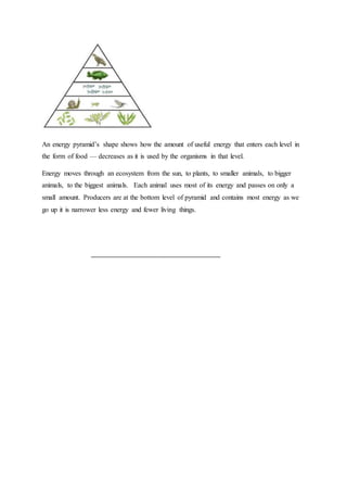 An energy pyramid’s shape shows how the amount of useful energy that enters each level in
the form of food — decreases as it is used by the organisms in that level.
Energy moves through an ecosystem from the sun, to plants, to smaller animals, to bigger
animals, to the biggest animals. Each animal uses most of its energy and passes on only a
small amount. Producers are at the bottom level of pyramid and contains most energy as we
go up it is narrower less energy and fewer living things.
_____________________________________
 