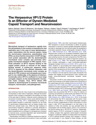 Cell Host & Microbe
Article
The Herpesvirus VP1/2 Protein
Is an Effector of Dynein-Mediated
Capsid Transport and Neuroinvasion
Soﬁa V. Zaichick,1 Kevin P. Bohannon,1 Ami Hughes,1 Patricia J. Sollars,2 Gary E. Pickard,2,3 and Gregory A. Smith1,*
1Department of Microbiology-Immunology, Northwestern University Feinberg School of Medicine, Chicago, IL 60611, USA
2School of Veterinary Medicine and Biomedical Sciences, University of Nebraska-Lincoln, Lincoln, NE 68583, USA
3Department of Ophthalmology and Visual Sciences, University of Nebraska Medical Center, Omaha, NE 68198, USA
*Correspondence: g-smith3@northwestern.edu
http://dx.doi.org/10.1016/j.chom.2013.01.009
SUMMARY
Microtubule transport of herpesvirus capsids from
the cell periphery to the nucleus is imperative for viral
replication and, in the case of many alphaherpesvi-
ruses, transmission into the nervous system. Using
the neuroinvasive herpesvirus, pseudorabies virus
(PRV), we show that the viral protein 1/2 (VP1/2) tegu-
ment protein associates with the dynein/dynactin
microtubule motor complex and promotes retro-
grade microtubule transport of PRV capsids. Func-
tional activation of VP1/2 requires binding to the
capsid protein pUL25 or removal of the capsid-
binding domain. A proline-rich sequence within
VP1/2 is required for the efﬁcient interaction with
the dynein/dynactin microtubule motor complex as
well as for PRV virulence and retrograde axon trans-
port in vivo. Additionally, in the absence of infection,
functionally active VP1/2 is sufﬁcient to move large
surrogate cargoes via the dynein/dynactin microtu-
bule motor complex. Thus, VP1/2 tethers PRV
capsids to dynein/dynactin to enhance microtubule
transport, neuroinvasion, and pathogenesis.
INTRODUCTION
Upon entering a host cell, many viruses move centripetally along
microtubules to reach sites of replication. Although the dynein/
dynactin motor complex is implicated in the transport of viruses
at this early step of infection, molecular events underlying viral
recruitment of dynein/dynactin remain poorly deﬁned (reviewed
in Dodding and Way, 2011). Understanding the biology of
dynein-based transport is particularly important for the study
of neuroinvasive herpesviruses such as herpes simplex virus
(HSV) and varicella zoster virus. While the high incidence of
neuroinvasive herpesvirus infections is primarily attributed to
the propensity of these agents to establish latent infections,
latency establishment is contingent on retrograde axon transport
to neuronal soma, a process dependent upon dynein/dynactin
recruitment to the herpesvirus capsid.
Pseudorabies virus (PRV) is a veterinary herpesvirus noted for
its pronounced neuroinvasion and virulence in many mammalian
hosts (Enquist, 1994). Like other neuroinvasive herpesviruses,
PRV transports on axonal microtubules to deliver its genetic
information to neurons in sensory ganglia (retrograde transport)
and later to reemerge from the nervous system by spreading to
innervated peripheral tissues (anterograde transport) (Bosem
et al., 1990; Kristensson et al., 1986; Openshaw et al., 1978).
Herpesviruses consist of an enveloped icosahedral capsid that
contains tegument proteins between the capsid and envelope.
Upon entering neurons, the outer components of the PRV virion,
including the envelope and a subset of tegument proteins, are
shed (Luxton et al., 2005). The remaining capsid-tegument
entry complex participates in rapid microtubule-dependent
retrograde transport (Antinone and Smith, 2010; Luxton et al.,
2005). Evidence is accumulating that several proteins of the
entry complex are effectors for early events leading up to the
injection of the viral genome into the nucleus (Delboy and Nicola,
2011; Douglas et al., 2004; Krautwald et al., 2009; Rode et al.,
2011). However, as is the case for most viruses, the speciﬁc viral
proteins that engage the dynein/dynactin motor complex and
enable minus-end-directed microtubule transport remain
undeﬁned.
Viral protein 1/2 (VP1/2; also called pUL36) is a large tegument
protein bound directly to the capsid surface and a component of
the capsid-tegument entry complex (Antinone and Smith, 2010;
Cardone et al., 2012; Coller et al., 2007; Luxton et al., 2005). PRV
deleted for the gene encoding VP1/2 fails to propagate, making
functional studies of VP1/2 during early infection difﬁcult (Fuchs
et al., 2004; Smith and Enquist, 1999). Nevertheless, several
studies have documented that VP1/2 is critical for delivery of
incoming viral particles to nuclear pores and release of the viral
DNA into the nucleus (Abaitua et al., 2012; Jovasevic et al.,
2008; Roberts et al., 2009; Schipke et al., 2012). In this study
we demonstrate that VP1/2 associates with the dynein motor
and is a potent effector of microtubule-dependent transport
that can function independently of other viral proteins to move
cargo in cells. VP1/2 was expressed in an inert state in the
absence of other viral proteins, but was activated either by
coexpression with its binding partner, pUL25, or by removal of
the pUL25 binding site in the VP1/2 C terminus. Additionally,
several regions of VP1/2 contributed to binding of dynactin,
a cellular complex that augments dynein-based microtubule
transport. In particular, deletion of a large proline-rich sequence
in VP1/2 reduced dynactin binding, axon transport in culture,
and neuroinvasion in vivo. Based on these ﬁndings, we infer
Cell Host & Microbe 13, 193–203, February 13, 2013 ª2013 Elsevier Inc. 193
 