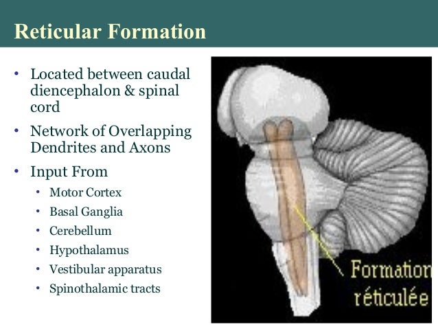 reticular formation function