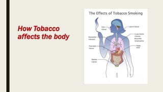 How Tobacco
affects the body
 
