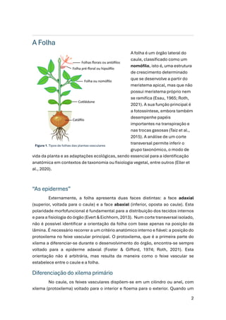 2
A Folha
A folha é um órgão lateral do
caule, classiﬁcado como um
nomóﬁlo, isto é, uma estrutura
de crescimento determina...