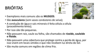 BRIÓFITAS
• Exemplares mais comuns são os MUSGOS.
• São avasculares (sem vasos condutores de seiva);
• A condução de água e sais minerais é feita célula a célula
(procedimento lento);
• Por isso são tão pequenas.
• Não possuem raiz, caule ou folha, são chamados de rizoide, cauloide
e filoide.
• Não possuem uma cobertura que protege contra a perda de água, por
isso vivem em locais úmidos e que não recebem luz direta do Sol.
• São muito comuns em regiões de clima frio.
10
 