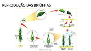 REPRODUÇÃO DAS BRIÓFITAS
11
 
