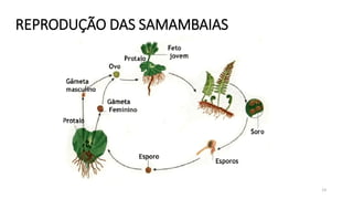 REPRODUÇÃO DAS SAMAMBAIAS
13
 