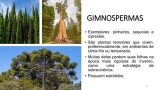 GIMNOSPERMAS
• Exemplares: pinheiros, sequoias e
ciprestes.
• São plantas terrestres que vivem,
preferencialmente, em ambientes de
clima frio ou temperado.
• Muitas delas perdem suas folhas na
época mais rigorosa do inverno,
como uma estratégia de
sobrevivência.
• Possuem estróbilos.
14
 