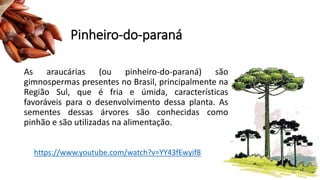 Pinheiro-do-paraná
As araucárias (ou pinheiro-do-paraná) são
gimnospermas presentes no Brasil, principalmente na
Região Sul, que é fria e úmida, características
favoráveis para o desenvolvimento dessa planta. As
sementes dessas árvores são conhecidas como
pinhão e são utilizadas na alimentação.
https://www.youtube.com/watch?v=YY43fEwyif8
15
 