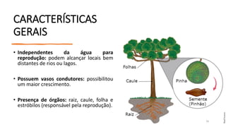 CARACTERÍSTICAS
GERAIS
• Independentes da água para
reprodução: podem alcançar locais bem
distantes de rios ou lagos.
• Possuem vasos condutores: possibilitou
um maior crescimento.
• Presença de órgãos: raiz, caule, folha e
estróbilos (responsável pela reprodução).
16
 