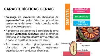 CARACTERÍSTICAS GERAIS
• Presença de sementes: são chamadas de
espermatófitas pelo fato de possuírem
sementes e de serem mais complexas do
que os outros grupos.
• A presença de sementes é considerada uma
grande vantagem evolutiva, pois o embrião
formado se encontra dentro dessa estrutura
e pode se espalhar para outros locais.
• As sementes das gimnospermas são
chamadas de pinhões, estruturas
organizadas em conjuntos circulares.
SEMENTE
PROTEÇÃO DO
EMBRIÃO
COLONIZAÇÃO
MENOS
COMPETIÇÃO
17
 