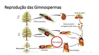 Reprodução das Gimnospermas
20
 