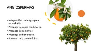 ANGIOSPERMAS
• Independência da água para
reprodução.
• Presença de vasos condutores.
• Presença de sementes.
• Presença de flor e fruto.
• Possuem raiz, caule e folha.
22
 