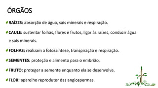ÓRGÃOS
RAÍZES: absorção de água, sais minerais e respiração.
CAULE: sustentar folhas, flores e frutos, ligar às raízes, conduzir água
e sais minerais.
FOLHAS: realizam a fotossíntese, transpiração e respiração.
SEMENTES: proteção e alimento para o embrião.
FRUTO: proteger a semente enquanto ela se desenvolve.
FLOR: aparelho reprodutor das angiospermas.
23
 
