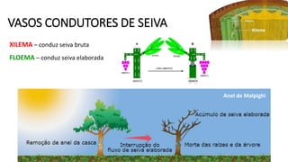 VASOS CONDUTORES DE SEIVA
24
XILEMA – conduz seiva bruta
FLOEMA – conduz seiva elaborada
Anel de Malpighi
 