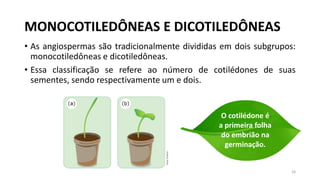 MONOCOTILEDÔNEAS E DICOTILEDÔNEAS
• As angiospermas são tradicionalmente divididas em dois subgrupos:
monocotiledôneas e dicotiledôneas.
• Essa classificação se refere ao número de cotilédones de suas
sementes, sendo respectivamente um e dois.
26
O cotilédone é
a primeira folha
do embrião na
germinação.
 