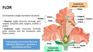 FLOR
27
Conjunto de
pétalas = corola
Conjunto de
sépalas = cálice
Nectário
A fecundação ocorre entre flores de
indivíduos diferentes = aumentar a
variabilidade genética.
Corresponde o órgão reprodutor da planta.
• Gineceu: órgão feminino formado pelo
carpelo composto pelo estigma, estilete e
ovário.
• Androceu: órgão masculino, formado
pelos estames que são compostos pelo
filete e antera.
 