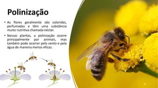 Polinização
• As flores geralmente são coloridas,
perfumadas e têm uma substância
muito nutritiva chamada néctar.
• Nessas plantas, a polinização ocorre
principalmente por animais, mas
também pode ocorrer pelo vento e pela
água de maneira menos eficaz.
28
 