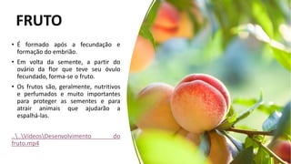 FRUTO
• É formado após a fecundação e
formação do embrião.
• Em volta da semente, a partir do
ovário da flor que teve seu óvulo
fecundado, forma-se o fruto.
• Os frutos são, geralmente, nutritivos
e perfumados e muito importantes
para proteger as sementes e para
atrair animais que ajudarão a
espalhá-las.
....VídeosDesenvolvimento do
fruto.mp4
30
 