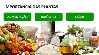 IMPORTÂNCIA DAS PLANTAS
ALIMENTAÇÃO INDÚSTRIA SAÚDE
CELULOSE
36
 