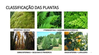 CLASSIFICAÇÃO DAS PLANTAS
9
 