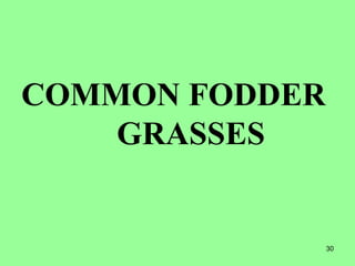 30
COMMON FODDER
GRASSES
 