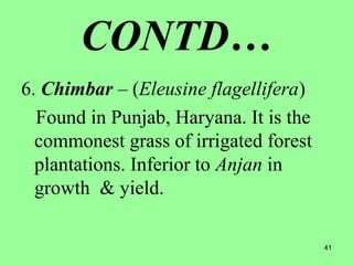41
CONTD…
6. Chimbar – (Eleusine flagellifera)
Found in Punjab, Haryana. It is the
commonest grass of irrigated forest
plantations. Inferior to Anjan in
growth & yield.
 