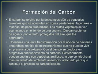 • El carbón se origina por la descomposición de vegetales
terrestres que se acumulan en zonas pantanosas, lagunares o
marinas, de poca profundidad. Los restos vegetales se van
acumulando en el fondo de una cuenca. Quedan cubiertos
de agua y, por lo tanto, protegidos del aire, que los
degradaría.
• Comienza una lenta transformación por la acción de bacterias
anaerobias, un tipo de microorganismos que no pueden vivir
en presencia de oxígeno. Con el tiempo se produce un
progresivo enriquecimiento en carbono. Posteriormente
pueden cubrirse con depósitos arcillosos, lo que contribuirá al
mantenimiento del ambiente anaerobio, adecuado para que
continúe el proceso de carbonificación.
 
