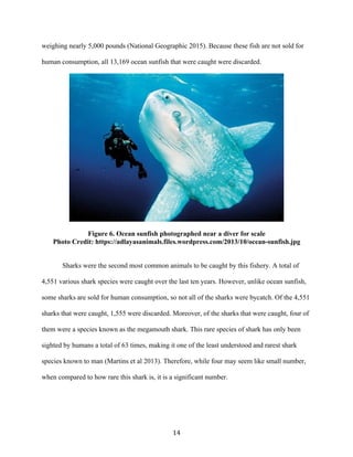 14	
weighing nearly 5,000 pounds (National Geographic 2015). Because these fish are not sold for
human consumption, all 13,169 ocean sunfish that were caught were discarded.
Figure 6. Ocean sunfish photographed near a diver for scale
Photo Credit: https://adlayasanimals.files.wordpress.com/2013/10/ocean-sunfish.jpg
Sharks were the second most common animals to be caught by this fishery. A total of
4,551 various shark species were caught over the last ten years. However, unlike ocean sunfish,
some sharks are sold for human consumption, so not all of the sharks were bycatch. Of the 4,551
sharks that were caught, 1,555 were discarded. Moreover, of the sharks that were caught, four of
them were a species known as the megamouth shark. This rare species of shark has only been
sighted by humans a total of 63 times, making it one of the least understood and rarest shark
species known to man (Martins et al 2013). Therefore, while four may seem like small number,
when compared to how rare this shark is, it is a significant number.
 
