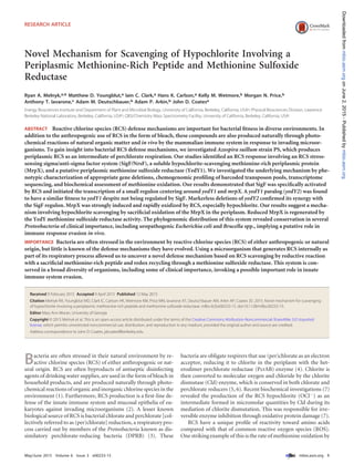 Novel Mechanism for Scavenging of Hypochlorite Involving a
Periplasmic Methionine-Rich Peptide and Methionine Sulfoxide
Reductase
Ryan A. Melnyk,a,b Matthew D. Youngblut,a Iain C. Clark,a Hans K. Carlson,a Kelly M. Wetmore,b Morgan N. Price,b
Anthony T. Iavarone,c Adam M. Deutschbauer,b Adam P. Arkin,b John D. Coatesa
Energy Biosciences Institute and Department of Plant and Microbial Biology, University of California, Berkeley, California, USAa; Physical Biosciences Division, Lawrence
Berkeley National Laboratory, Berkeley, California, USAb; QB3/Chemistry Mass Spectrometry Facility, University of California, Berkeley, California, USAc
ABSTRACT Reactive chlorine species (RCS) defense mechanisms are important for bacterial ﬁtness in diverse environments. In
addition to the anthropogenic use of RCS in the form of bleach, these compounds are also produced naturally through photo-
chemical reactions of natural organic matter and in vivo by the mammalian immune system in response to invading microor-
ganisms. To gain insight into bacterial RCS defense mechanisms, we investigated Azospira suillum strain PS, which produces
periplasmic RCS as an intermediate of perchlorate respiration. Our studies identiﬁed an RCS response involving an RCS stress-
sensing sigma/anti-sigma factor system (SigF/NrsF), a soluble hypochlorite-scavenging methionine-rich periplasmic protein
(MrpX), and a putative periplasmic methionine sulfoxide reductase (YedY1). We investigated the underlying mechanism by phe-
notypic characterization of appropriate gene deletions, chemogenomic proﬁling of barcoded transposon pools, transcriptome
sequencing, and biochemical assessment of methionine oxidation. Our results demonstrated that SigF was speciﬁcally activated
by RCS and initiated the transcription of a small regulon centering around yedY1 and mrpX. A yedY1 paralog (yedY2) was found
to have a similar ﬁtness to yedY1 despite not being regulated by SigF. Markerless deletions of yedY2 conﬁrmed its synergy with
the SigF regulon. MrpX was strongly induced and rapidly oxidized by RCS, especially hypochlorite. Our results suggest a mecha-
nism involving hypochlorite scavenging by sacriﬁcial oxidation of the MrpX in the periplasm. Reduced MrpX is regenerated by
the YedY methionine sulfoxide reductase activity. The phylogenomic distribution of this system revealed conservation in several
Proteobacteria of clinical importance, including uropathogenic Escherichia coli and Brucella spp., implying a putative role in
immune response evasion in vivo.
IMPORTANCE Bacteria are often stressed in the environment by reactive chlorine species (RCS) of either anthropogenic or natural
origin, but little is known of the defense mechanisms they have evolved. Using a microorganism that generates RCS internally as
part of its respiratory process allowed us to uncover a novel defense mechanism based on RCS scavenging by reductive reaction
with a sacriﬁcial methionine-rich peptide and redox recycling through a methionine sulfoxide reductase. This system is con-
served in a broad diversity of organisms, including some of clinical importance, invoking a possible important role in innate
immune system evasion.
Received 9 February 2015 Accepted 9 April 2015 Published 12 May 2015
Citation Melnyk RA, Youngblut MD, Clark IC, Carlson HK, Wetmore KM, Price MN, Iavarone AT, Deutschbauer AM, Arkin AP, Coates JD. 2015. Novel mechanism for scavenging
of hypochlorite involving a periplasmic methionine-rich peptide and methionine sulfoxide reductase. mBio 6(3):e00233-15. doi:10.1128/mBio.00233-15.
Editor Mary Ann Moran, University of Georgia
Copyright © 2015 Melnyk et al. This is an open-access article distributed under the terms of the Creative Commons Attribution-Noncommercial-ShareAlike 3.0 Unported
license, which permits unrestricted noncommercial use, distribution, and reproduction in any medium, provided the original author and source are credited.
Address correspondence to John D. Coates, jdcoates@berkeley.edu.
Bacteria are often stressed in their natural environment by re-
active chlorine species (RCS) of either anthropogenic or nat-
ural origin. RCS are often byproducts of antiseptic disinfecting
agents of drinking water supplies, are used in the form of bleach in
household products, and are produced naturally through photo-
chemical reactions of organic and inorganic chlorine species in the
environment (1). Furthermore, RCS production is a ﬁrst-line de-
fense of the innate immune system and mucosal epithelia of eu-
karyotes against invading microorganisms (2). A lesser known
biological source of RCS is bacterial chlorate and perchlorate [col-
lectively referred to as (per)chlorate] reduction, a respiratory pro-
cess carried out by members of the Proteobacteria known as dis-
similatory perchlorate-reducing bacteria (DPRB) (3). These
bacteria are obligate respirers that use (per)chlorate as an electron
acceptor, reducing it to chlorite in the periplasm with the het-
erodimer perchlorate reductase (PcrAB) enzyme (4). Chlorite is
then converted to molecular oxygen and chloride by the chlorite
dismutase (Cld) enzyme, which is conserved in both chlorate and
perchlorate reducers (5, 6). Recent biochemical investigations (7)
revealed the production of the RCS hypochlorite (OClϪ) as an
intermediate formed in micromolar quantities by Cld during its
mediation of chlorite dismutation. This was responsible for irre-
versible enzyme inhibition through oxidative protein damage (7).
RCS have a unique proﬁle of reactivity toward amino acids
compared with that of common reactive oxygen species (ROS).
One striking example of this is the rate of methionine oxidation by
RESEARCH ARTICLE crossmark
May/June 2015 Volume 6 Issue 3 e00233-15 ®
mbio.asm.org 1
mbio.asm.orgonJune2,2015-Publishedbymbio.asm.orgDownloadedfrom
 