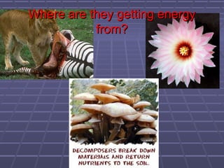 Where are they getting energy
           from?
 