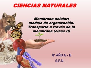 Membrana celular:
modelo de organización.
Transporte a través de la
membrana (clase II)
CIENCIAS NATURALES
8° AÑO A – B
S.F.N.
 