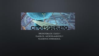 CITOESQUELETO
MICROTÚBULOS: CILIOS Y
FLAGELOS, MICROFILAMENTOS Y
FILAMENTOS INTERMEDIOS.

 