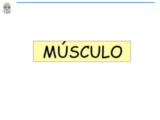 MÚSCULO