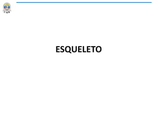 ESQUELETO