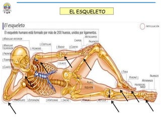 EL ESQUELETO