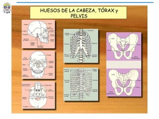 HUESOS DE LA CABEZA, TÓRAX y
PELVIS