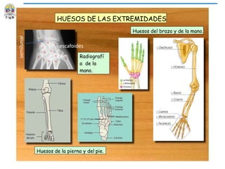 Huesos de la pierna y del pie.
Huesos del brazo y de la mano.
Radiografí
a de la
mano.
HUESOS DE LAS EXTREMIDADES
escafoides
semilunar