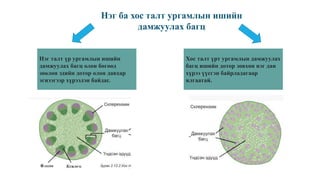 8 class plants stem structure | PPT