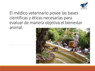 La capacitación veterinaria como base del Bienestar Animal en México y ...
