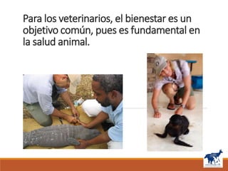 La capacitación veterinaria como base del Bienestar Animal en México y ...