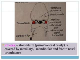 4th
week – stomedium (primitive oral cavity) is
covered by maxillary, mandibular and fronto nasal
prominence
 