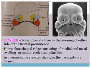 5TH
WEEK – Nasal placods arise as thicknening of either
side of the frontal prominence
Horse shoe shaped ridge consisting of medial and nasal
swelling sorrounds each nasal placodes
As mesenchyme elevates the ridge the nasal pits are
formed
 