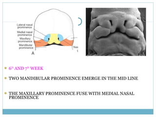  6TH
AND 7TH
WEEK
 TWO MANDIBULAR PROMINENCE EMERGE IN THE MID LINE
 THE MAXILLARY PROMINENCE FUSE WITH MEDIAL NASAL
PROMINENCE
 