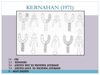 KERNAHAN (1971)
1,4 – LIP
2,5 – ALVEOLUS
3,6 – PALATE ANT TO INCISIVE FORAMEN
7,8 – PALATE POST. TO INCISIVE FORAMEN
9 – SOFT PALATE
 
