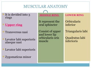 MUSCULAR ANATOMY
It is devided into 3
rings
Upper ring
Transversus nasi
Levator labi superioris
alaeque nasi
Levator labi superioris
Zygomaticus minor
MIDDLE RING
It represent the
oral sphincter
Consist of upper
and lower lip
orbicularis oris
muscle
LOWER RING
Orbicularis
inferior
Triangularis labi
Quadratus labi
inferioris
 