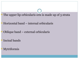The upper lip orbicularis oris is made up of 3 strata
Horizontal band – internal orbicularis
Oblique band – external orbicularis
Incisal bands
Mytriformis
 