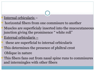 Internal orbicularis –
 horizontal fibers from one commisure to another
Muscles are superficialy inserted into the mucocutaneous
junction giving the prominence “ white roll”
External orbicularis –
 these are superficial to internal orbicularis
This determines the presence of philtral crest
Oblique in nature
This fibers fans out from nasal spine runs to commisures
and intermingles with other fibers
 