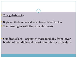 Triangularis labi –
Begins at the lower mandibular border latral to chin
It intermingles with the orbicularis oris
Quadratus labi - orginates more medially from lower
border of mandible and insert into inferior orbicularis
 