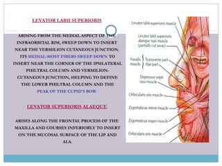 LEVATOR LABII SUPERIORIS
ARISING FROM THE MEDIAL ASPECT OF THE
INFRAORBITAL RIM, SWEEP DOWN TO INSERT
NEAR THE VERMILION CUTANEOUS JUNCTION.
ITS MEDIAL-MOST FIBERS SWEEP DOWN TO
INSERT NEAR THE CORNER OF THE IPSILATERAL
PHILTRAL COLUMN AND VERMILION-
CUTANEOUS JUNCTION, HELPING TO DEFINE
THE LOWER PHILTRAL COLUMN AND THE
PEAK OF THE CUPID'S BOW.
LEVATOR SUPERIORIS ALAEQUE
ARISES ALONG THE FRONTAL PROCESS OF THE
MAXILLA AND COURSES INFERIORLY TO INSERT
ON THE MUCOSAL SURFACE OF THE LIP AND
ALA.
 